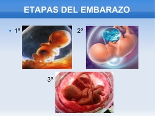 ETAPAS DEL EMBARAZO

   1º            2º




             3º
 
