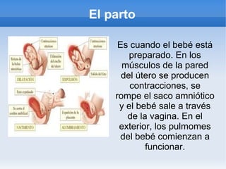 El parto

     Es cuando el bebé está
        preparado. En los
      músculos de la pared
      del útero se producen
        contracciones, se
    rompe el saco amniótico
     y el bebé sale a través
       de la vagina. En el
     exterior, los pulmomes
      del bebé comienzan a
            funcionar.
 