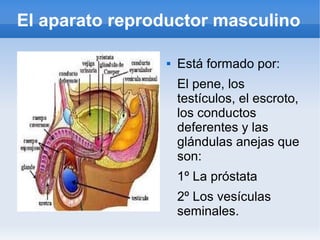 El aparato reproductor masculino

                   Está formado por:
                    El pene, los
                    testículos, el escroto,
                    los conductos
                    deferentes y las
                    glándulas anejas que
                    son:
                    1º La próstata
                    2º Los vesículas
                    seminales.
 