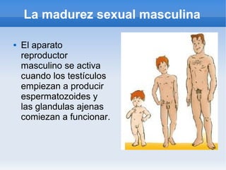 La madurez sexual masculina

   El aparato
    reproductor
    masculino se activa
    cuando los testículos
    empiezan a producir
    espermatozoides y
    las glandulas ajenas
    comiezan a funcionar.
 