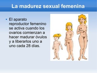 La madurez sexual femenina

   El aparato
    reproductor femenino
    se activa cuando los
    ovarios comienzan a
    hacer madurar óvulos
    y a liberarlos uno a
    uno cada 28 días.
 