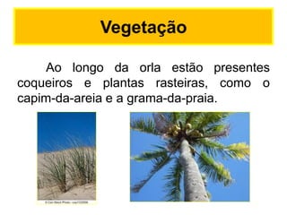 Vegetação
Ao longo da orla estão presentes
coqueiros e plantas rasteiras, como o
capim-da-areia e a grama-da-praia.

 