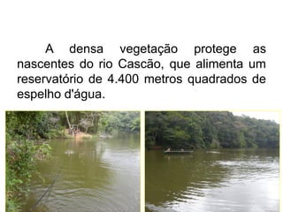 A densa vegetação protege as
nascentes do rio Cascão, que alimenta um
reservatório de 4.400 metros quadrados de
espelho d'água.

 