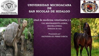 UNIVERSIDAD MICHOACANA
DE
SAN NICOLAS DE HIDALGO
Facultad de medicina veterinaria y zootecnia
UAI: MEJORAMIENTO ANIMAL
MEJORA ANIMAL
Definición de raza
Presentado por:
SALVADOR GIL PEREZ GARCIA
 