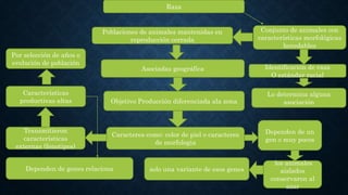 Raza
Poblaciones de animales mantenidas en
reproducción cerrada
Asociadas geográfica
Objetivo Producción diferenciada ala zona
Caracteres como: color de piel o caracteres
de morfologia
solo una variante de esos genes
Dependen de un
gen o muy pocos
los animales
aislados
conservaron al
azar
Transmitieron
características
externas (fenotipos)
Características
productivas altas
Por selección de años o
evolución de población
Dependen de genes relaciona
Conjunto de animales con
características morfológicas
heredables
Identificación de raza
O estándar racial
Lo determina alguna
asociación
 