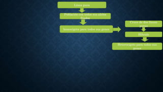 Línea pura
Población con todos sus alelos
fijados
homocigota para todos sus genes
Cruce de dos líneas
puras
Hibrido
Heterocigoto para todos sus
genes
 