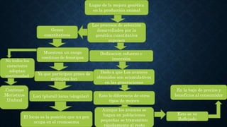 Lugar de la mejora genética
en la producción animal
Dado a que Los avances
obtenidos son acumulativos
en las generaciones
Esto lo diferencia de otros
tipos de mejora
Aunque los avances se
hagan en poblaciones
pequeñas se transmiten
rápidamente al resto
Esto se ve
Reflejado
En la baja de precios y
beneficios al consumidor
Los procesos de selección
desarrollados por la
genética cuantitativa
suponen
Dedicación esfuerzo e
inversión
Genes
cuantitativos
Muestran un rango
continuo de fenotipos
Ya que participan genes de
múltiples loci
No todos los
caracteres
adoptan
continuidad
.Continuo
.Meristicos
.Umbral
Loci (plural) locus (singular)
El locus es la posición que un gen
ocupa en el cromosoma
 
