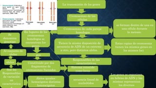 .
La transmisión de los genes
Cromosomas de las
células
Cromosomas de cada pareja:
homologos
Responsables de las
características
En lugares de los
cromosomas
homólogos se
encuentran los
genes
gen
Constituido por dos
fragmentos de
cromosomas llamados
alelos
Sistema conocido
como locus
Alelos iguales:
hemocigotos distintos
heterocigotos
Son los
Responsables
de variación
en
característica
Al conjunto de
alelos
Se
denomina
genotipo
secuencia lineal de
nucleótidos
Los genes se organizan
en hebras de ADN y las
mismas representan
los diversos
Tienen la misma disposición de
secuencia de ADN de un extremo
a otro, pero distintos alelos.
Estas copias de cromosoma
tienen los mismos genes en
los mismos loci
se forman dentro de una en
una célula durante
la meiosis.
 