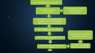 • .
Gen de la genética molecular
Eso lo diferencia de otros
El mejorador utiliza poco este
conocimiento
Los programas de mejora se
basan
Observación de carácter
deseado a mejorar
Se aplica un modelo
genético simplificado
Cada gen tiene una localización
específica en un determinado
cromosoma que interactuan
secuencia lineal de
nucleótidos
Constituido por dos
fragmentos de
cromosomas
 