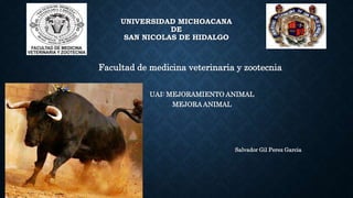 UNIVERSIDAD MICHOACANA
DE
SAN NICOLAS DE HIDALGO
Facultad de medicina veterinaria y zootecnia
UAI: MEJORAMIENTO ANIMAL
MEJORA ANIMAL
Salvador Gil Perez Garcia
 