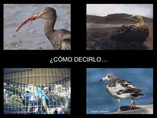 ¿CÓMO DECIRLO… 