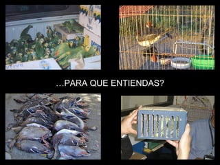 … PARA QUE ENTIENDAS? 