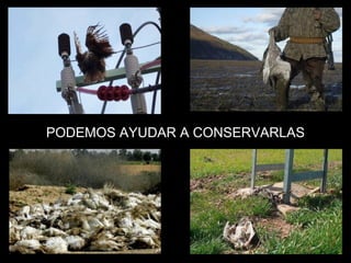 PODEMOS AYUDAR A CONSERVARLAS 