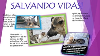 SALVANDO VIDAS!
Quien hace daño a
un animal demuestra
su cobardía y falta
de humanidad
Ayudemos a los
animalitos que
están en la
calle, ellos no
tienen la culpa
de estar ahí.
Si tenemos la
oportunidad de dar
comida a estos
animalitos, ¿Por qué
no hacerlo?, ellos nos
lo agradecerán.
 