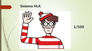 Sistema HLA
1/500
 