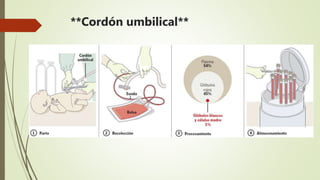 **Cordón umbilical**
 Mayor disparidad  3 alelos  4/6
 Peor para adultos (<células…>infecciones)
REQUISITOS:
 Historia clínica madre
 Análisis post-parto
 Exploración del bebé
 