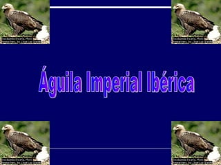 Águila Imperial Ibérica 