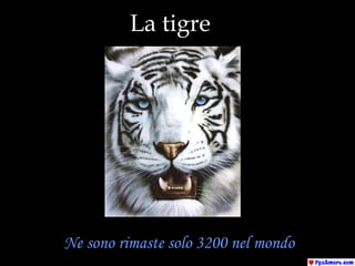 La tigre Ne sono rimaste solo 3200 nel mondo 