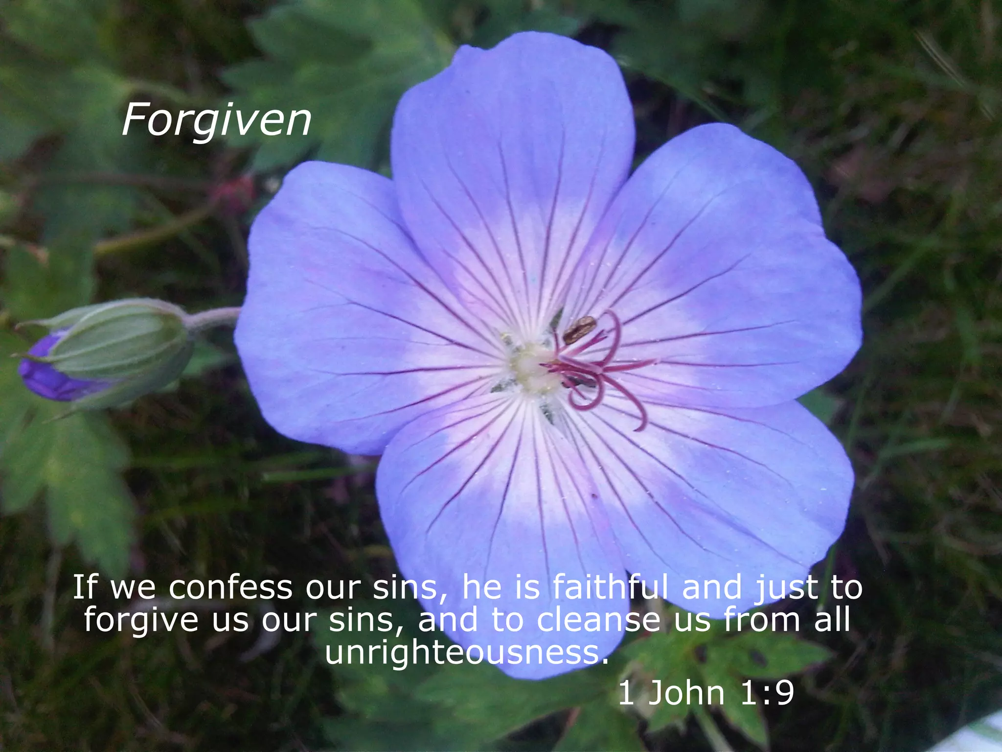 Forgiven If we confess our sins, he is faithful and just to forgive us our sins, and to cleanse us from all unrighteousness.   1 John 1:9 
