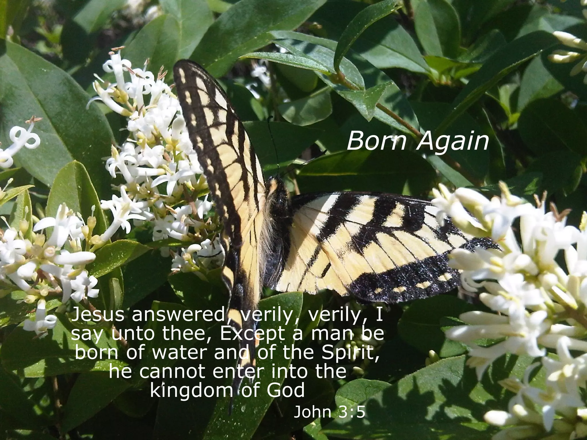 Born Again Jesus answered, verily, verily, I say unto thee, Except a man be born of water and of the Spirit, he cannot enter into the kingdom of God   John 3:5 