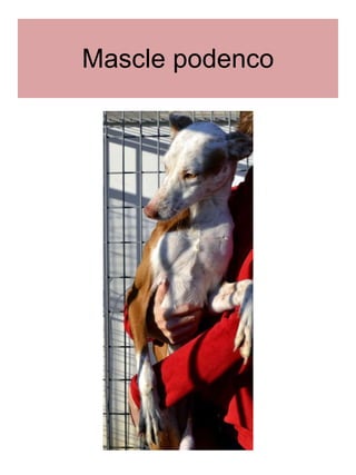 Mascle podenco 