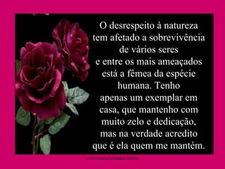 *Salvem as Mulheres * *Salvem as Mulheres * O desrespeito à natureza tem afetado a sobrevivência de vários seres e entre os mais ameaçados está a fêmea da espécie humana. Tenho apenas um exemplar em casa, que mantenho com muito zelo e dedicação, mas na verdade acredito que é ela quem me mantém. www.sitecuriosidades.com.br 