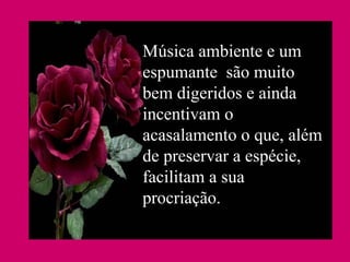 Música ambiente e um espumante  são muito bem digeridos e ainda incentivam o acasalamento o que, além de preservar a espécie, facilitam a sua procriação. 