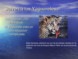 Salven a los Yaguaretes.Salven a los Yaguaretes.
Solo quedan 250Solo quedan 250
individuos.individuos.
El Yaguareté esta enEl Yaguareté esta en
una situacionuna situacion
complicada.complicada.
Este hermoso cachorro es uno de los tantos nacidos en la
estación de cría de Roque Sáenz Peña, en la provincia de
Chaco.
 