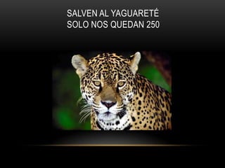 SALVEN AL YAGUARETÉ
SOLO NOS QUEDAN 250
 