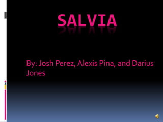 SALVIA
By: Josh Perez, Alexis Pina, and Darius
Jones
 