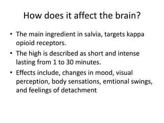 How does it affect the brain? 
• The main ingredient in salvia, targets kappa 
opioid receptors. 
• The high is described as short and intense 
lasting from 1 to 30 minutes. 
• Effects include, changes in mood, visual 
perception, body sensations, emtional swings, 
and feelings of detachment 
 