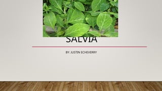 SALVIA
BY: JUSTIN ECHEVERRY
 