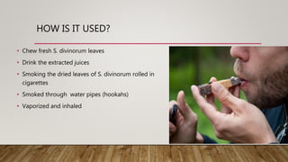 HOW IS IT USED?
• Chew fresh S. divinorum leaves
• Drink the extracted juices
• Smoking the dried leaves of S. divinorum rolled in
cigarettes
• Smoked through water pipes (hookahs)
• Vaporized and inhaled
 