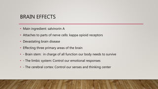 BRAIN EFFECTS
• Main ingredient: salvinorin A
• Attaches to parts of nerve cells: kappa opioid receptors
• Devastating brain disease
• Effecting three primary areas of the brain
• - Brain stem: in charge of all function our body needs to survive
• - The limbic system: Control our emotional responses
• - The cerebral cortex: Control our senses and thinking center
 