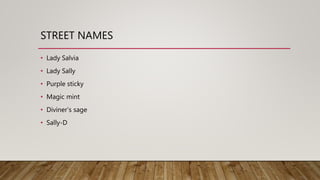 STREET NAMES
• Lady Salvia
• Lady Sally
• Purple sticky
• Magic mint
• Diviner’s sage
• Sally-D
 