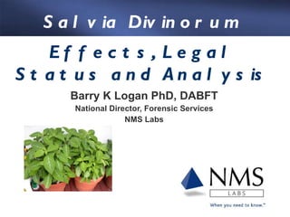 Barry K Logan PhD, DABFT National Director, Forensic Services NMS Labs Effects, Legal Status and Analysis Salvia Divinorum 
