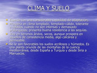 CLIMA Y SUELO
• Especie con una considerable capacidad de adaptación,
• Prospera en clima templado, templado-cálido. tolerante
    a heladas cuando no son intensas y demasiado
    prolongadas; presenta buena resistencia a las sequías.
•   Vive en terrenos áridos, secos, aunque prospera en
    aquellos de consistencia media, algo calcárea y
    permeable.
•   No le son favorables los suelos arcillosos y húmedos. Es
    una planta oriunda de las montañas de la cuenca
    mediterránea, desde España a Turquía y desde Siria a
    Marruecos.
 