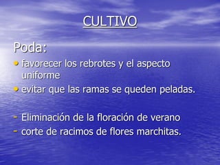 CULTIVO
Poda:
• favorecer los rebrotes y el aspecto
  uniforme
• evitar que las ramas se queden peladas.

- Eliminación de la floración de verano
- corte de racimos de flores marchitas.
 
