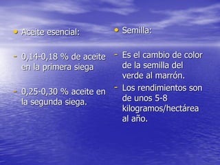 • Aceite esencial:       • Semilla:

- 0,14-0,18 % de aceite - Es el cambio de color
  en la primera siega       de la semilla del
                            verde al marrón.
- 0,25-0,30 % aceite en -   Los rendimientos son
  la segunda siega.         de unos 5-8
                            kilogramos/hectárea
                            al año.
 