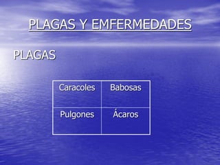 PLAGAS Y EMFERMEDADES

PLAGAS

         Caracoles   Babosas


         Pulgones    Ácaros
 