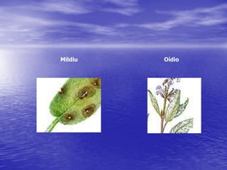 Mildiu   Oídio
 