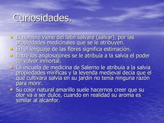 Curiosidades.
• El nombre viene del latín salvare (salvar), por las
    propiedades medicinales que se le atribuyen.
•   En el lenguaje de las flores significa estimación.
•   Entre los anglosajones se le atribuía a la salvia el poder
    de volver inmortal.
•   La escuela de medicina de Salerno le atribuía a la salvia
    propiedades miríficas y la leyenda medieval decía que el
    que cultivara salvia en su jardín no tenía ninguna razón
    para morir.
•   Su color natural amarillo suele hacernos creer que su
    olor va a ser dulce, cuando en realidad su aroma es
    similar al alcanfor.
 