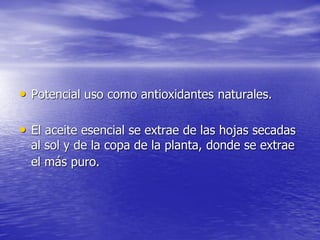 • Potencial uso como antioxidantes naturales.

• El aceite esencial se extrae de las hojas secadas
  al sol y de la copa de la planta, donde se extrae
  el más puro.
 