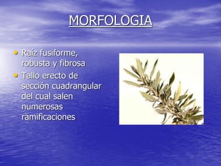 MORFOLOGIA

• Raíz fusiforme,
    robusta y fibrosa
•   Tallo erecto de
    sección cuadrangular
    del cual salen
    numerosas
    ramificaciones
 