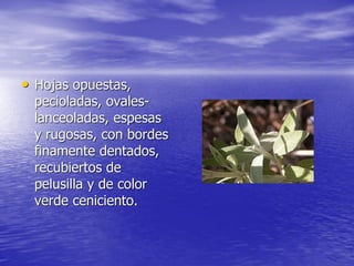 • Hojas opuestas,
  pecioladas, ovales-
  lanceoladas, espesas
  y rugosas, con bordes
  finamente dentados,
  recubiertos de
  pelusilla y de color
  verde ceniciento.
 