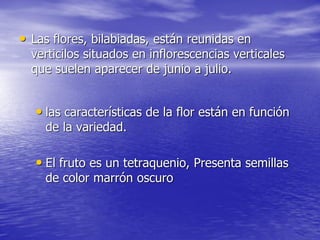 • Las flores, bilabiadas, están reunidas en
  verticilos situados en inflorescencias verticales
  que suelen aparecer de junio a julio.


   • las características de la flor están en función
    de la variedad.

   • El fruto es un tetraquenio, Presenta semillas
    de color marrón oscuro
 