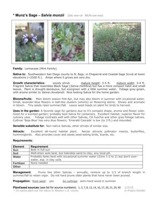 * Munz’s Sage – Salvia munzii (SAL-vee-uh MUN-zee-eye)
Family: Lamiaceae (Mint Family)
Native to: Southwestern San Diego county to N. Baja; in Chaparral and Coastal Sage Scrub at lower
elevations (<2500 ft.). Areas where it grows are very dry.
Growth characteristics: woody shrub mature height: 3-5 ft. mature width: 3-4 ft.
Fragrant Salvia that resembles Black Sage (Salvia mellifera) but has a more compact habit and small
leaves. Plant is drought-deciduous, but evergreen with a little summer water. Foliage gray-green,
with aroma similar to Salvia clevelandii. Nice looking Salvia for the home garden.
Blooms/fruits: Main bloom season Feb-Apr, but may also bloom in summer with occasional water.
Small, lavender-blue flowers in ball-like clusters (whorls) on flowering stems. Showy and aromatic
in bloom. Tiny seeds ripen summer/fall. Leave seed heads on plant for birds to harvest.
Uses in the garden: A favorite sage for gardens due to it’s compact shape, aroma and flower color.
Good for a scented garden; probably best Salvia for containers. Excellent habitat; superior flavor for
culinary uses. Foliage contrasts well with other Salvias, CA Fuschia and other gray-foliage natives.
Cultivar ‘Baja Blue’ has very blue flowers; ‘Emerald Cascade’ is low (to 3 ft.) and mounded.
Sensible substitute for: Non-native Salvias, other shrubs of similar size.
Attracts: Excellent all-round habitat plant. Nectar attracts pollinator insects, butterflies,
hummingbirds. Also provides cover and seeds seed-eating birds, lizards, etc.
Requirements:
Element Requirement
Sun Best in full sun
Soil Well-drain soils best, but tolerates sand to clay; any local pH.
Water Probably looks best with occasional summer water (Zone 1-2 to 2) but don’t over-
water, esp. in clay soils.
Fertilizer None needed
Other
Management: Prune like other Salvias – annually, remove up to 1/3 of branch length in
summer/fall to retain vigor. Do not hard prune older plants that have never been pruned.
Propagation: from seed: yes by cuttings: semi-hard wood in summer
Plant/seed sources (see list for source numbers): 1,3,7,8,13,14,16,17,20,21,24,40 1/7/15
* CA native plant but not native to Western L.A. county © Project SOUND
 