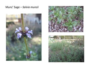 Munz’ Sage – Salvia munzii
 