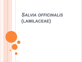 SALVIA OFFICINALIS
(LAMILACEAE)
 