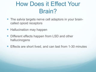 How Does it Effect Your
Brain?
 The salvia targets nerve cell adaptors in your brain-
called opioid receptors
 Hallucination may happen
 Different effects happen from LSD and other
hallucinogens
 Effects are short lived, and can last from 1-30 minutes
 